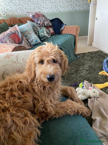 Mini Goldendoodle dogs - Advert 1