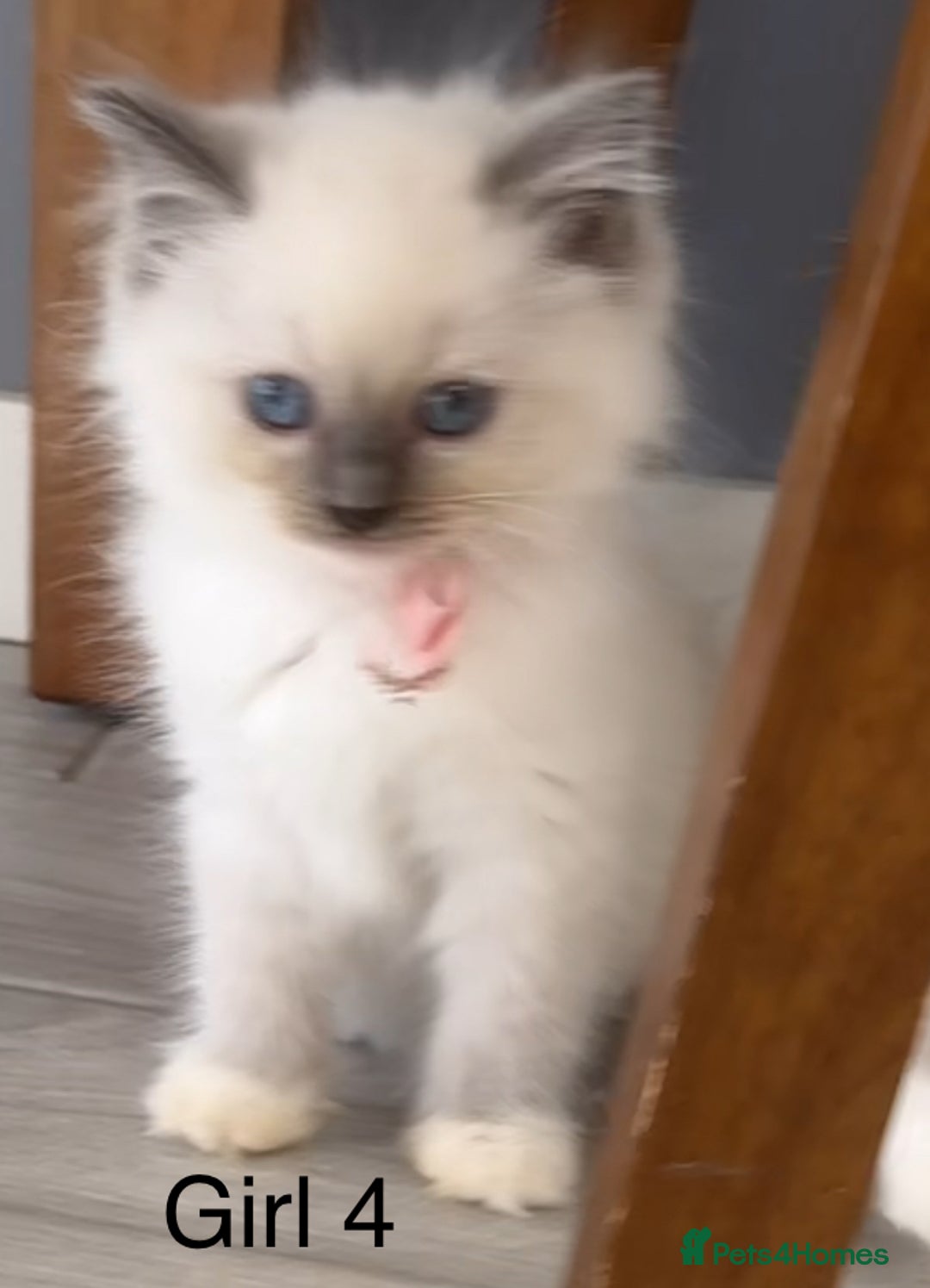 Ragdoll cats for sale: 7 Ragdoll kittens for sale - Image 5