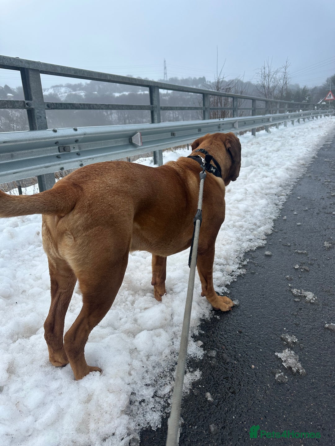 Dogue De Bordeaux dogs for sale: Niko 2 year old Dogue De Bordeaux - Image 3