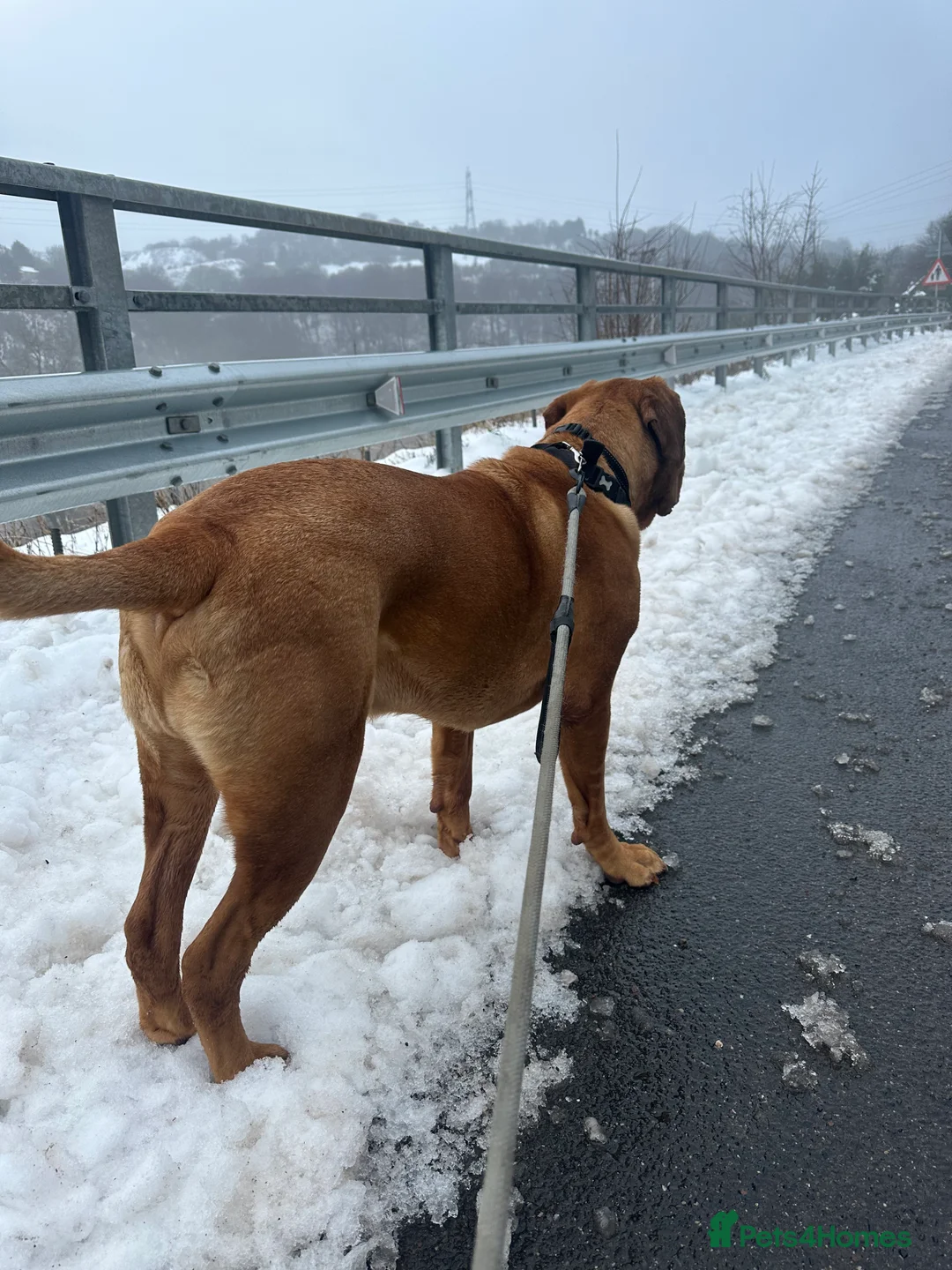 Dogue De Bordeaux dogs for sale: Niko 2 year old Dogue De Bordeaux - Advert 3
