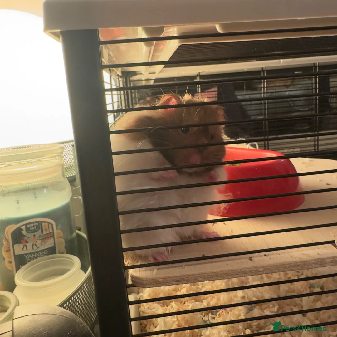 Hamster rodents for sale: Syrian hamster  in Plymouth - Advert 2