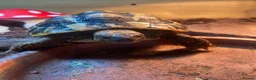 Hermann Tortoise reptiles for sale: Two beautiful Hermann tortoises  in Canterbury - Advert 5
