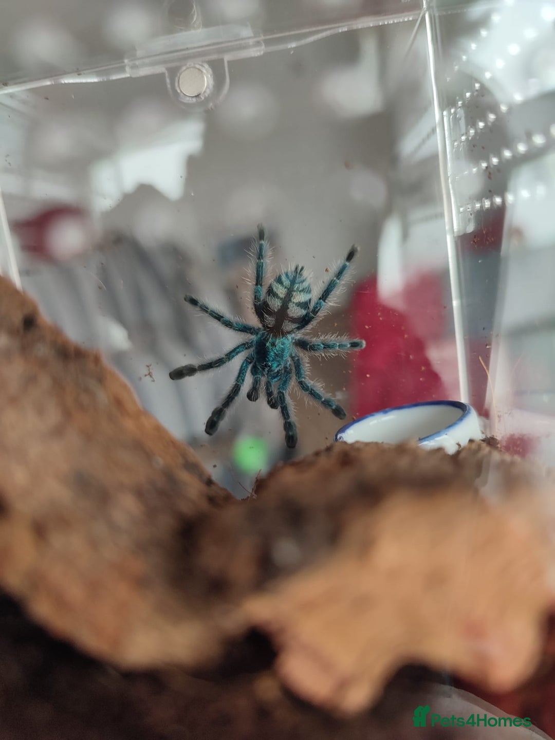 Tarantulas invertebrates for sale: Tarantulas For SALE! - Image 7