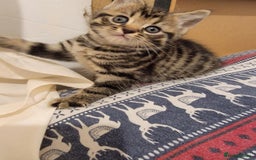 Mixed Breed cats for sale: Beautiful kittens for sale - Advert 18