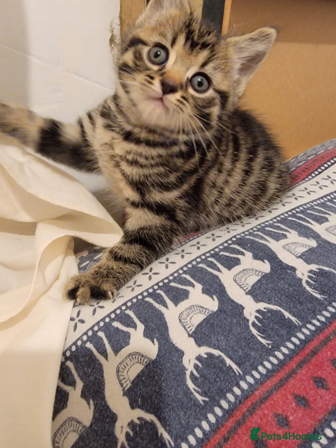 Mixed Breed cats for sale: Beautiful kittens for sale - Advert 18