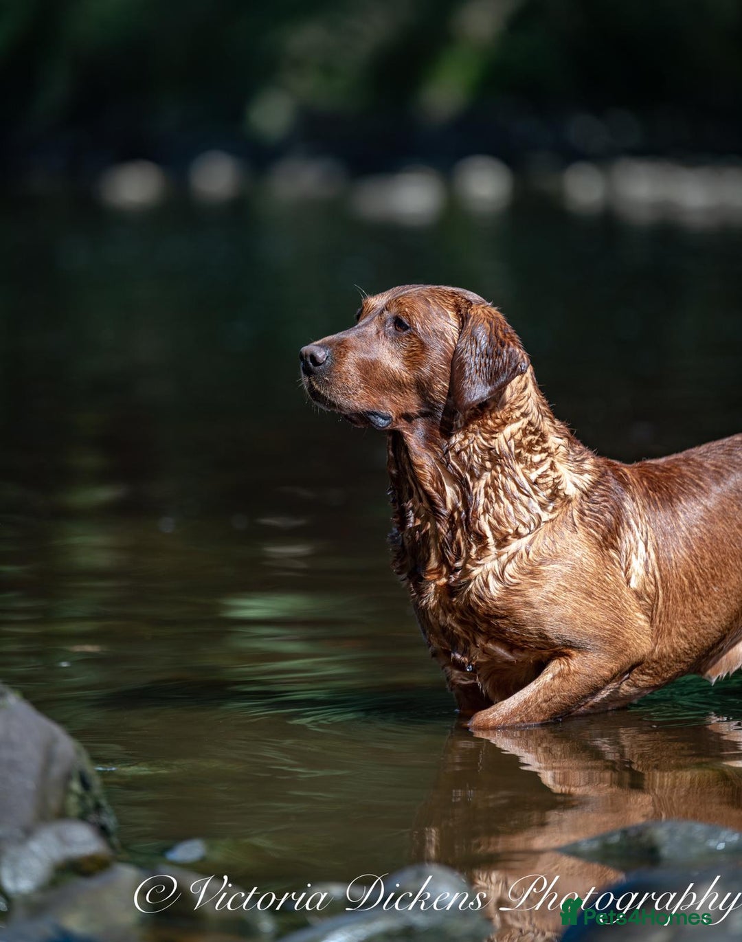 Labrador Retriever dogs for stud: FULLY HEALTH TESTED fox red labrador in Malton - Advert 8