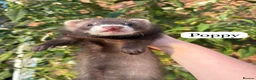 Ferret rodents for sale: ANGELICFERRETS. ONLY 4 JILLS LEFT. READY NOW - Advert 11