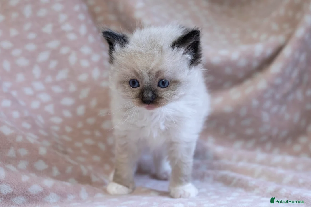 Ragdoll cats for sale: GCCF Ragdoll kittens registered pet Active  - Advert 14