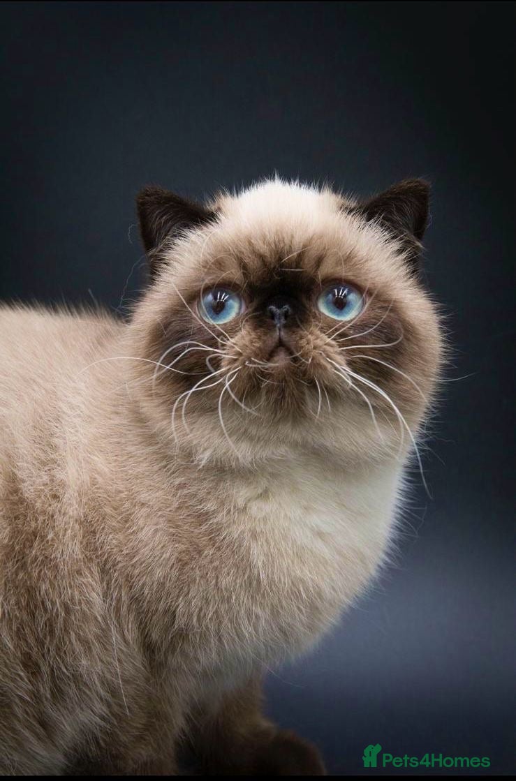 Exotic cats Exotic Male For Stud in Birmingham - Advert 1