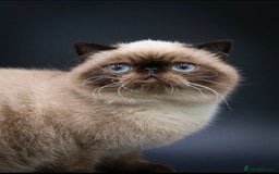 Exotic cats for stud: Exotic Male For Stud in Birmingham - Image 1