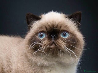 Exotic cats in Birmingham - Advert 3