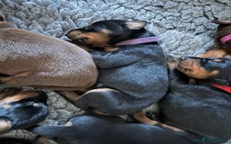 Dobermann dogs for sale: Outstanding KC Reg Dobermann puppies - Image 6