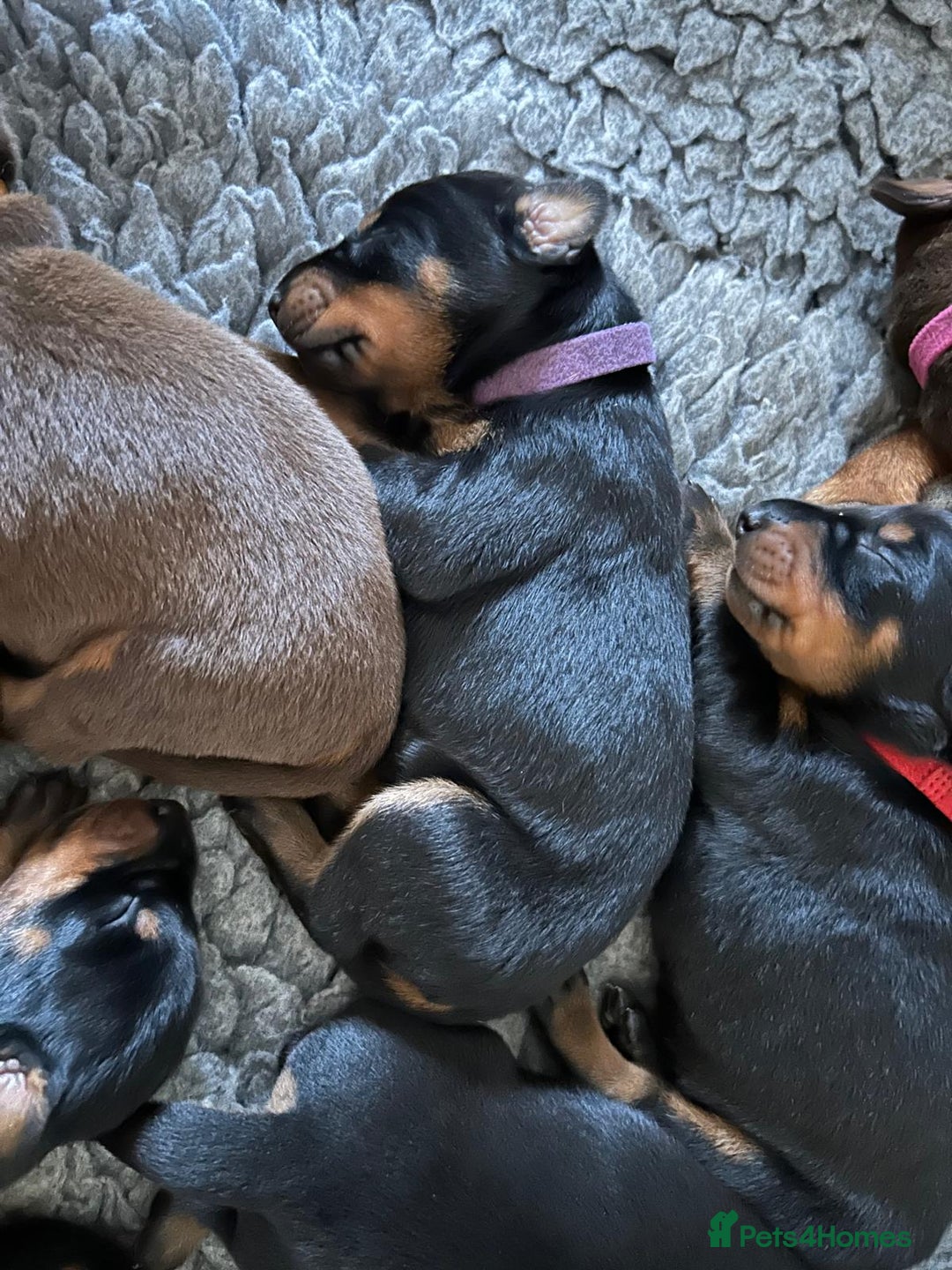 Dobermann dogs for sale: Outstanding KC Reg Dobermann puppies - Image 6