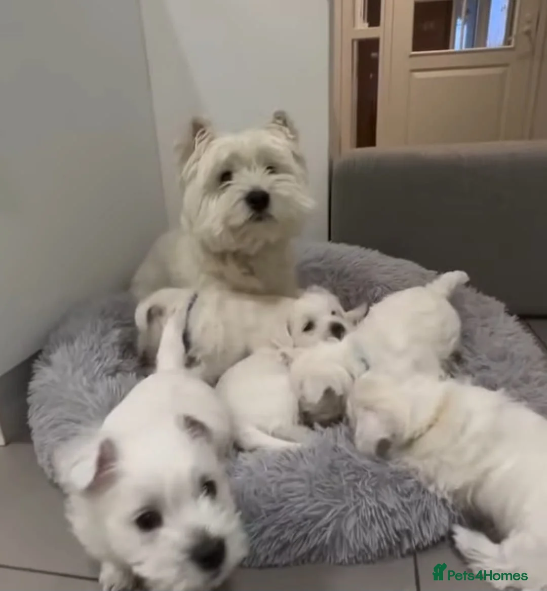 West Highland Terrier dogs for sale: Gorgeous full breed West Highland puppies  - Advert 4