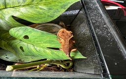 Gecko reptiles for sale: Beautiful Dalmatian Crested Gecko - Image 17