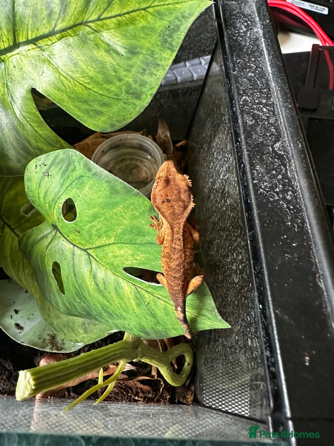 Gecko reptiles for sale: Beautiful Dalmatian Crested Gecko - Image 17