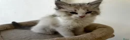 Ragdoll cats for sale: Pedigree Ragdoll Kittens GCCF  - Advert 6