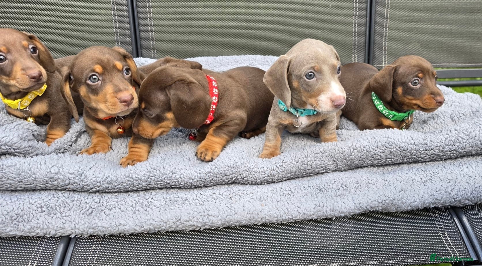 Dachshund dogs Dacshund Puppies Ready on 27/6!!! - Advert 1