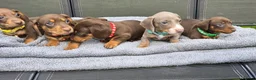 Dachshund dogs for sale: Dacshund Puppies Ready on 27/6!!! - Advert 1