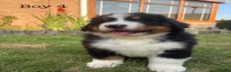 Bernese Mountain Dog dogs for sale: BEAUTIFUL BERNESE MOUNTAIN DOG PUPPIES-4 BOYS !!! - Advert 38