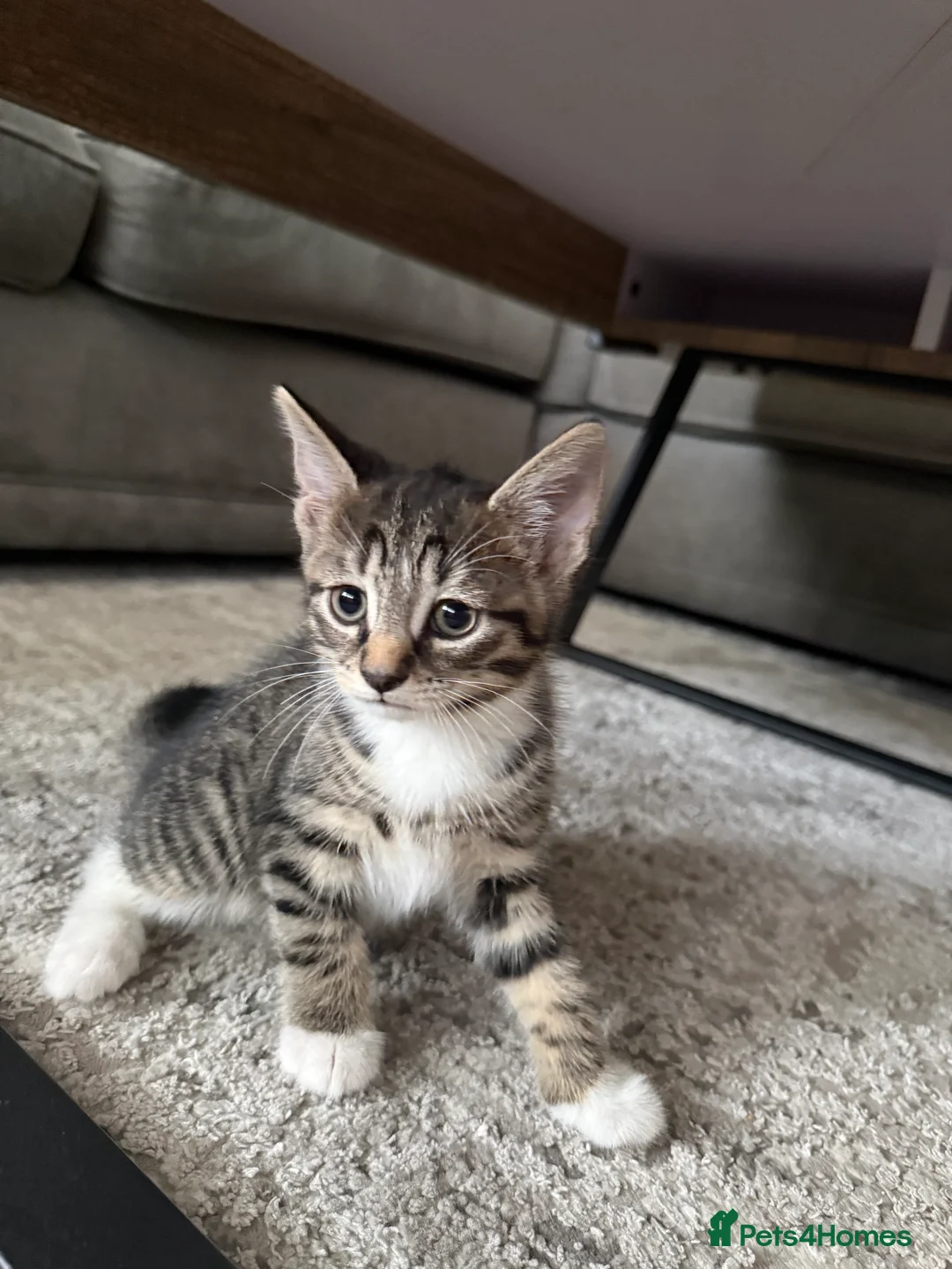 Mixed Breed cats for sale: Kittens for sale - Advert 2