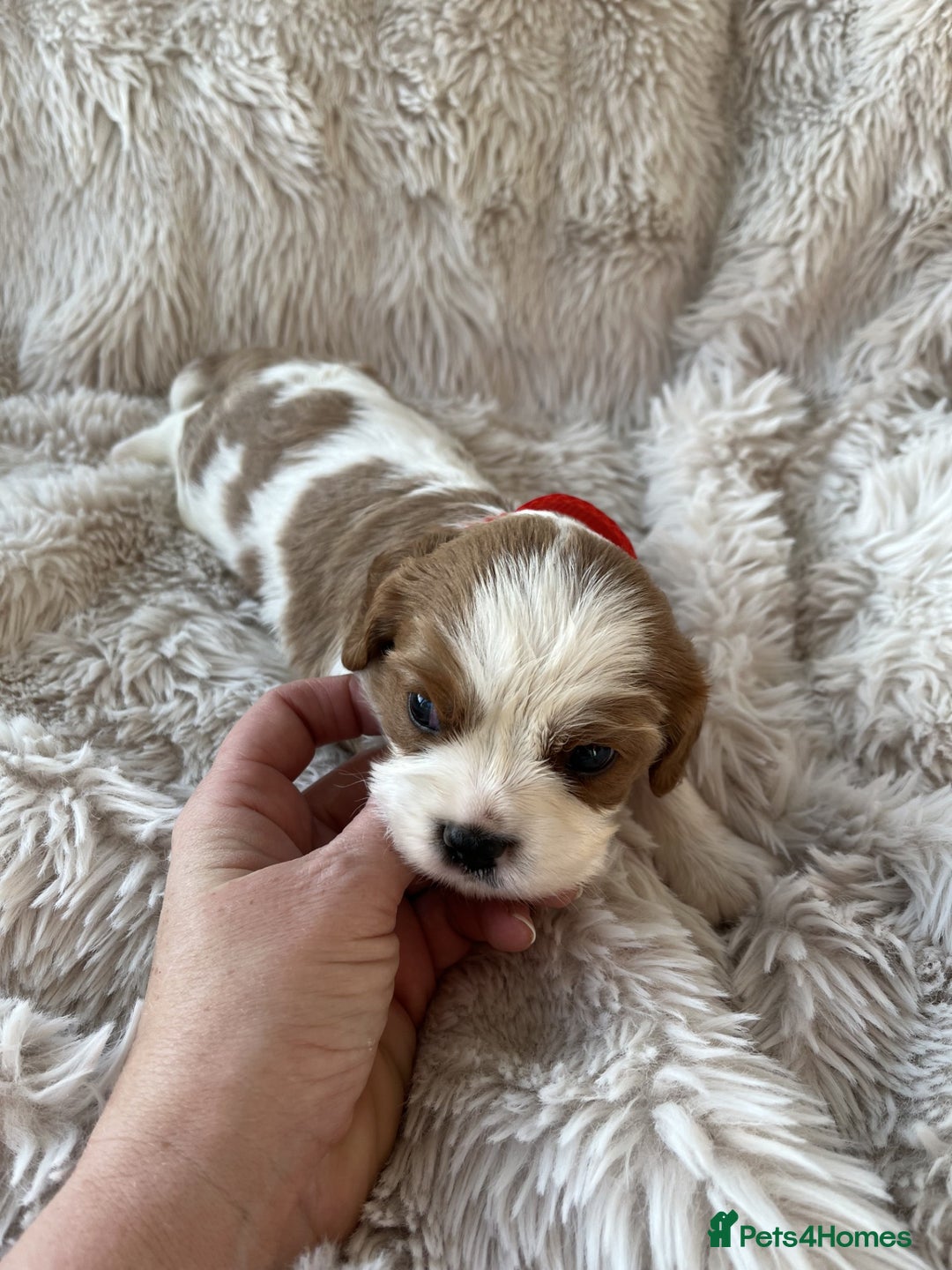 Cavalier King Charles Spaniel dogs for sale: Chocolate Carriers KC Vet Health Checked - Advert 8