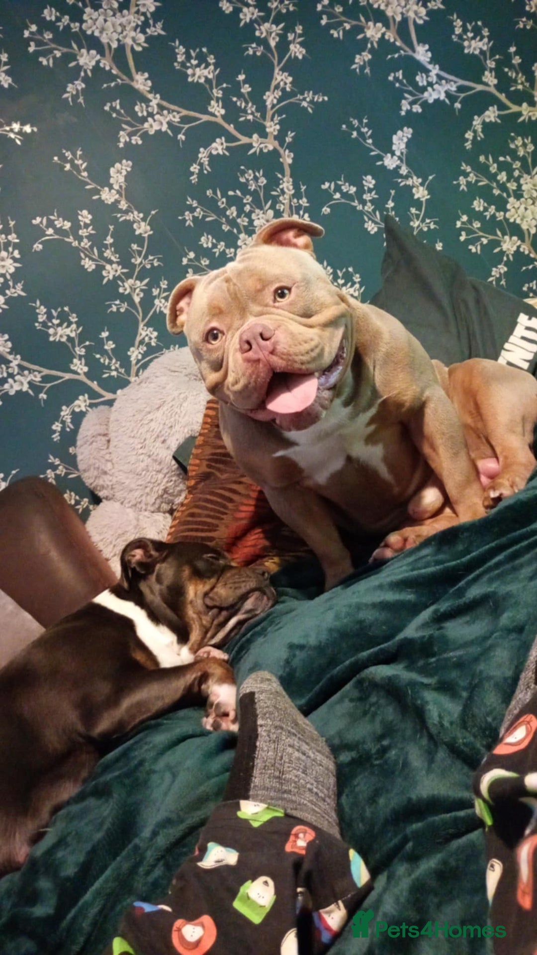 American Bully dogs for sale: Pocket bully - Advert 2