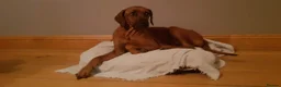 Rhodesian Ridgeback dogs for sale: !!KC CHAMPION AFRICAN RHODESIAN RIDGEBACK!! in Doncaster - Advert 14