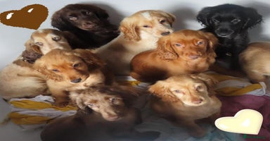 Cocker Spaniel dogs - Advert 8