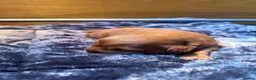 Labradoodle dogs for sale: Stunning red Labradoodle puppies  - Advert 3