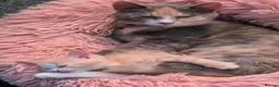 Mixed Breed cats for sale: Beautiful grey tri colour kitten girls - Advert 6