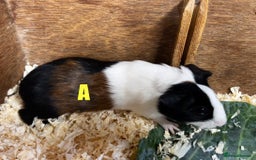 Guinea Pig rodents for sale: Boars and Sows - Image 2