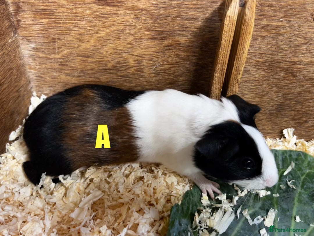 Guinea Pig rodents for sale: Boars and Sows - Image 2