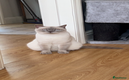British Shorthair cats for sale: British Shorthair kittens Lilac & Blue  - Image 3