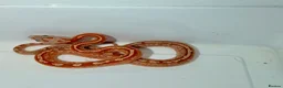 Corn Snake reptiles for sale: Baby cornsnakes  in Paignton - Advert 4