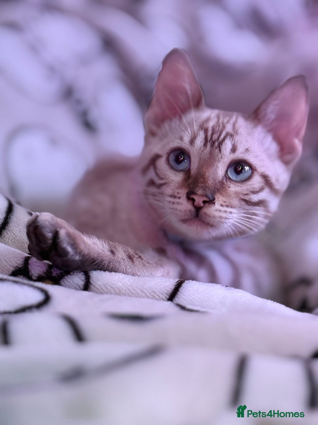 Bengal cats for sale: Rehome TICA registered Snow Lynx Bengal Boy - Advert 2