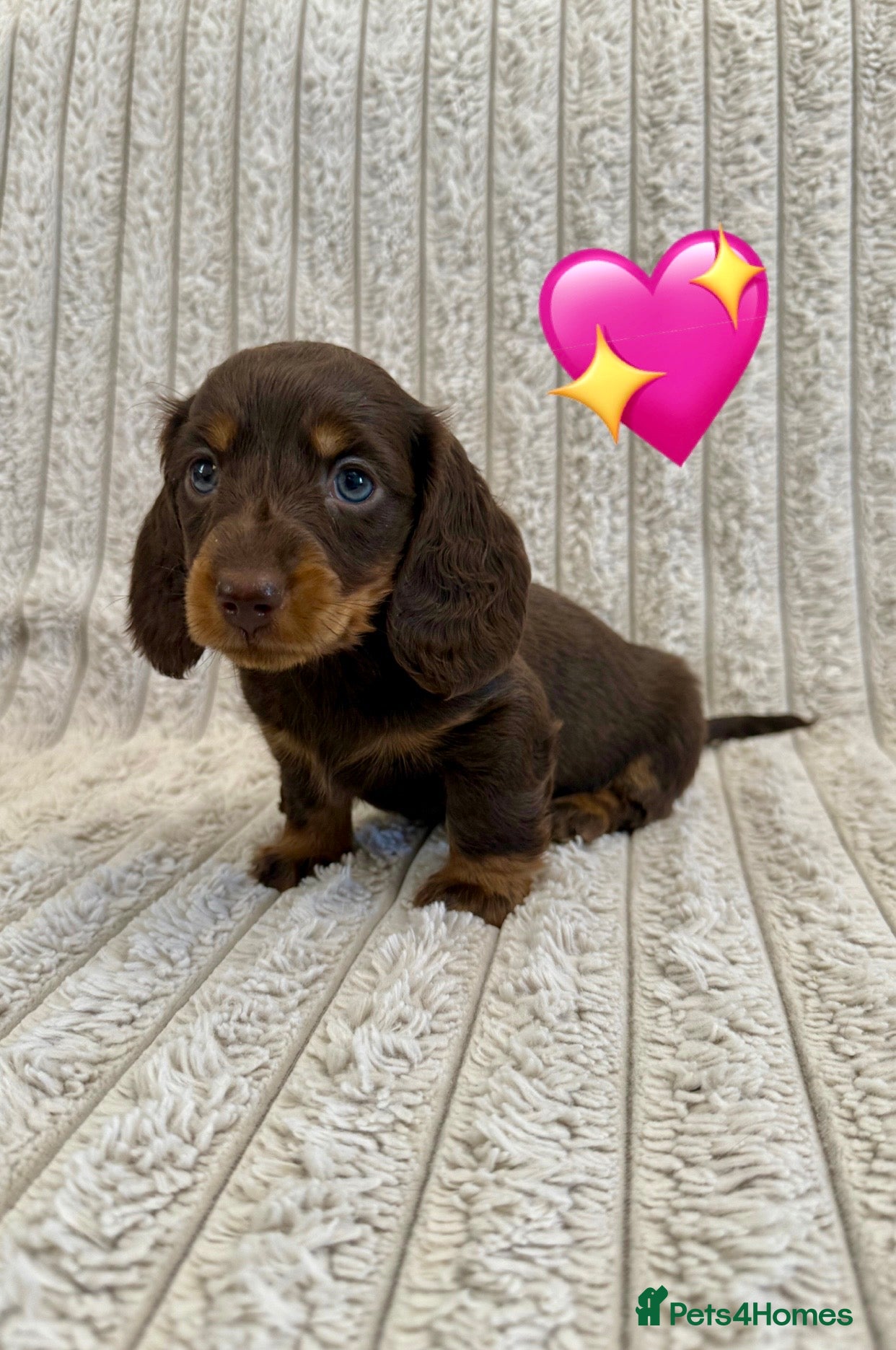 Miniature Dachshund dogs Quality long hair minature dachshund looking 🏡 - Advert 1