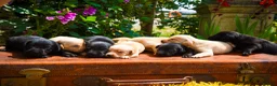Labrador Retriever dogs for sale: Beautiful Yellow and Black KC Puppys - Advert 4