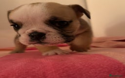 English Bulldog dogs for sale: Amazing British bulldogs  - Image 4