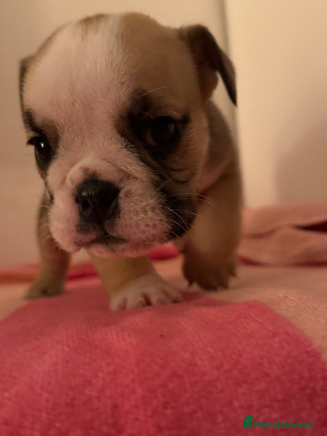 English Bulldog dogs for sale: Amazing British bulldogs  - Image 4