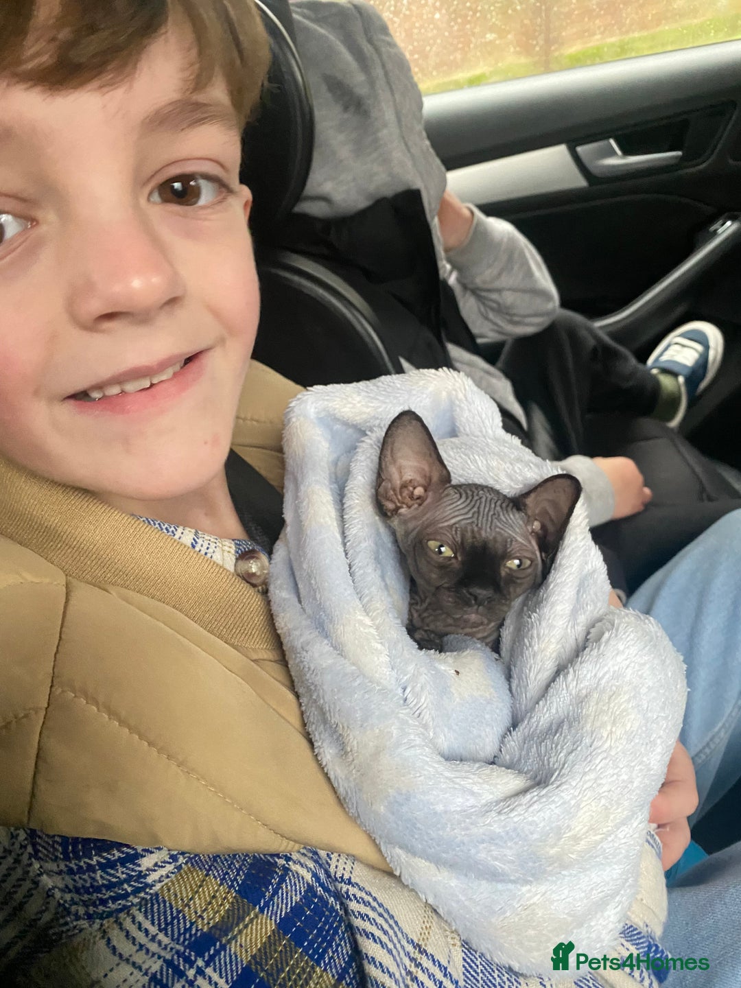 Sphynx cats for sale: Male Sphynx cat for sale 2 years old - Image 16