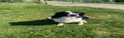 Border Collie dogs for sale: 5 Border Collie Pups  - Advert 19