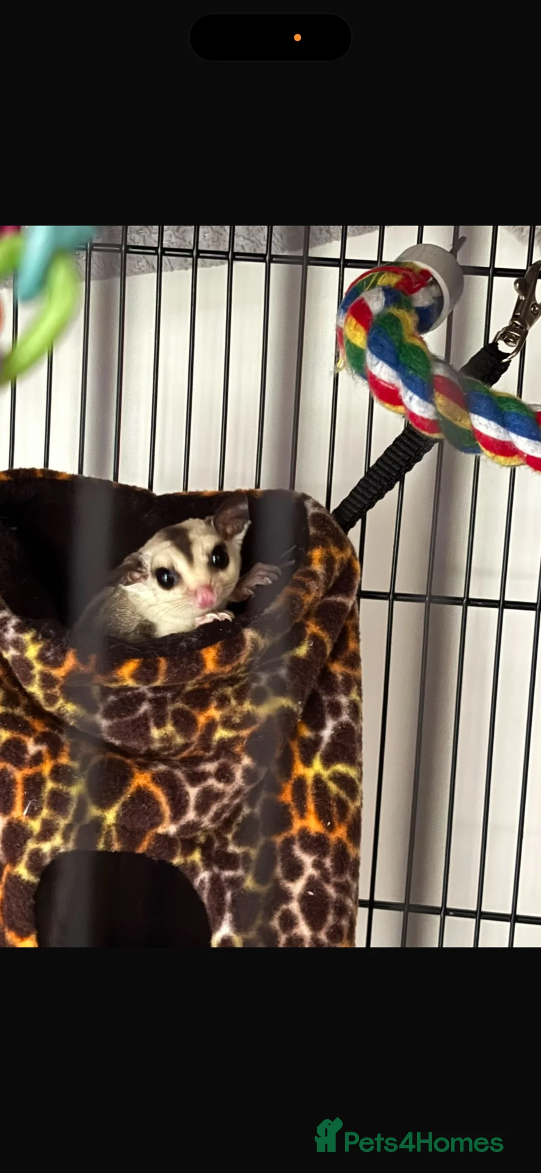 Sugar Glider rodents for sale: Bonded pair of sugar gliders  - Advert 2