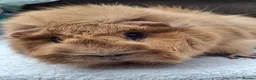 Guinea Pig rodents for sale: Adult Female Guineapig  - Advert 6