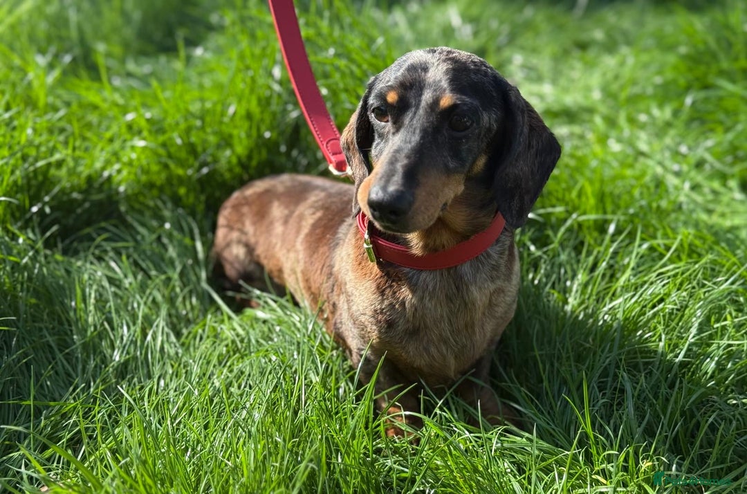 Miniature Dachshund dogs for stud: 🌟KC Registered Silver Dapple Miniature Dachshund - Advert 4