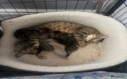 Savannah cats for sale: Savannah x kittens  - Image 11