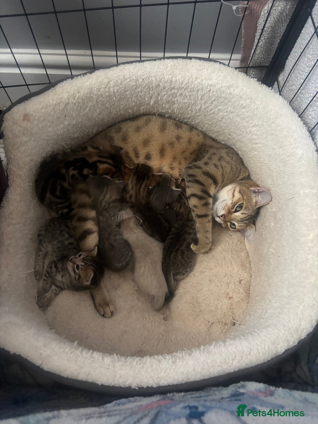 Savannah cats for sale: Savannah x kittens  - Image 11