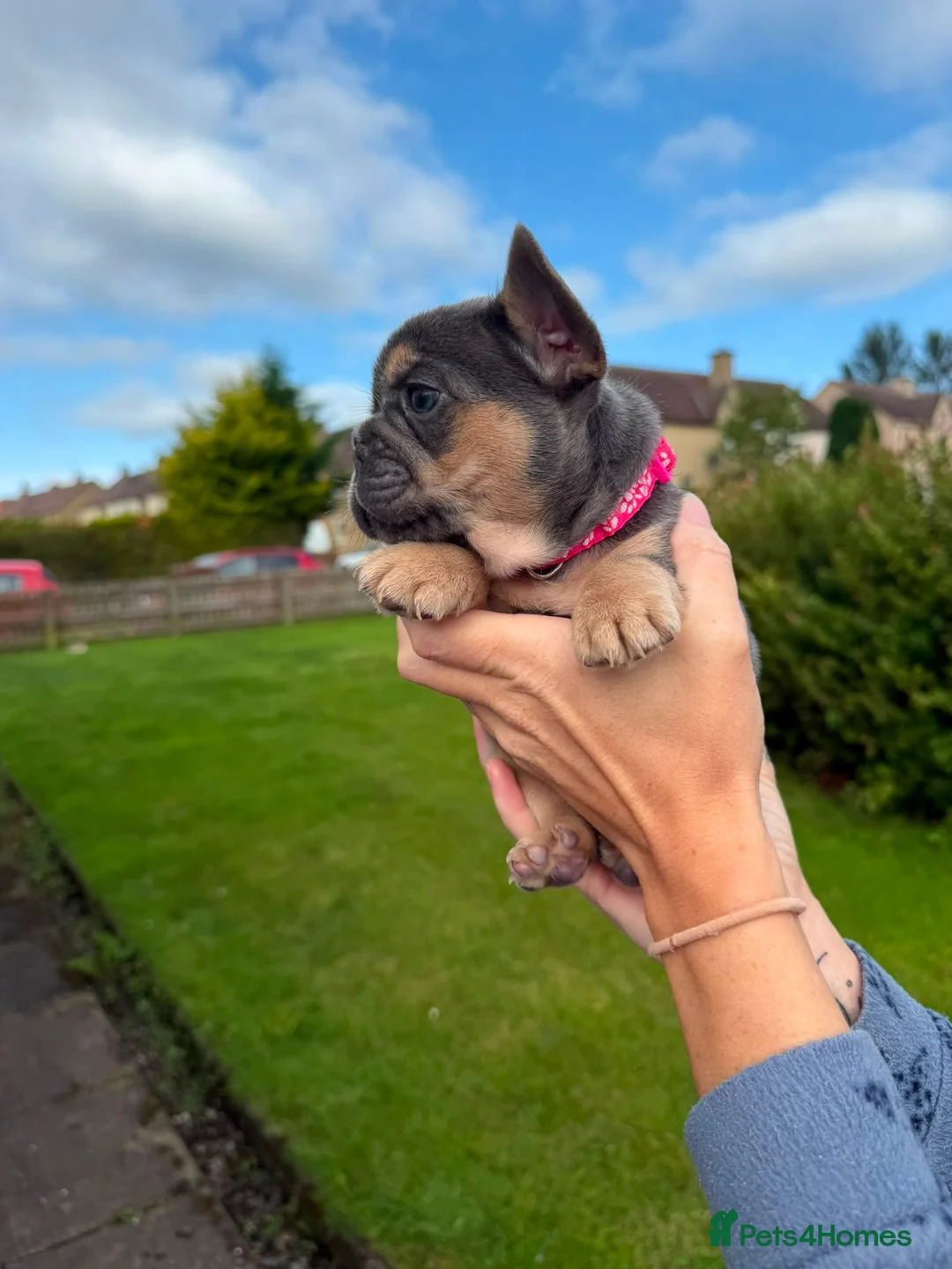 French Bulldog dogs for sale: French bulldog puppies for sale  in Bathgate - Advert 2