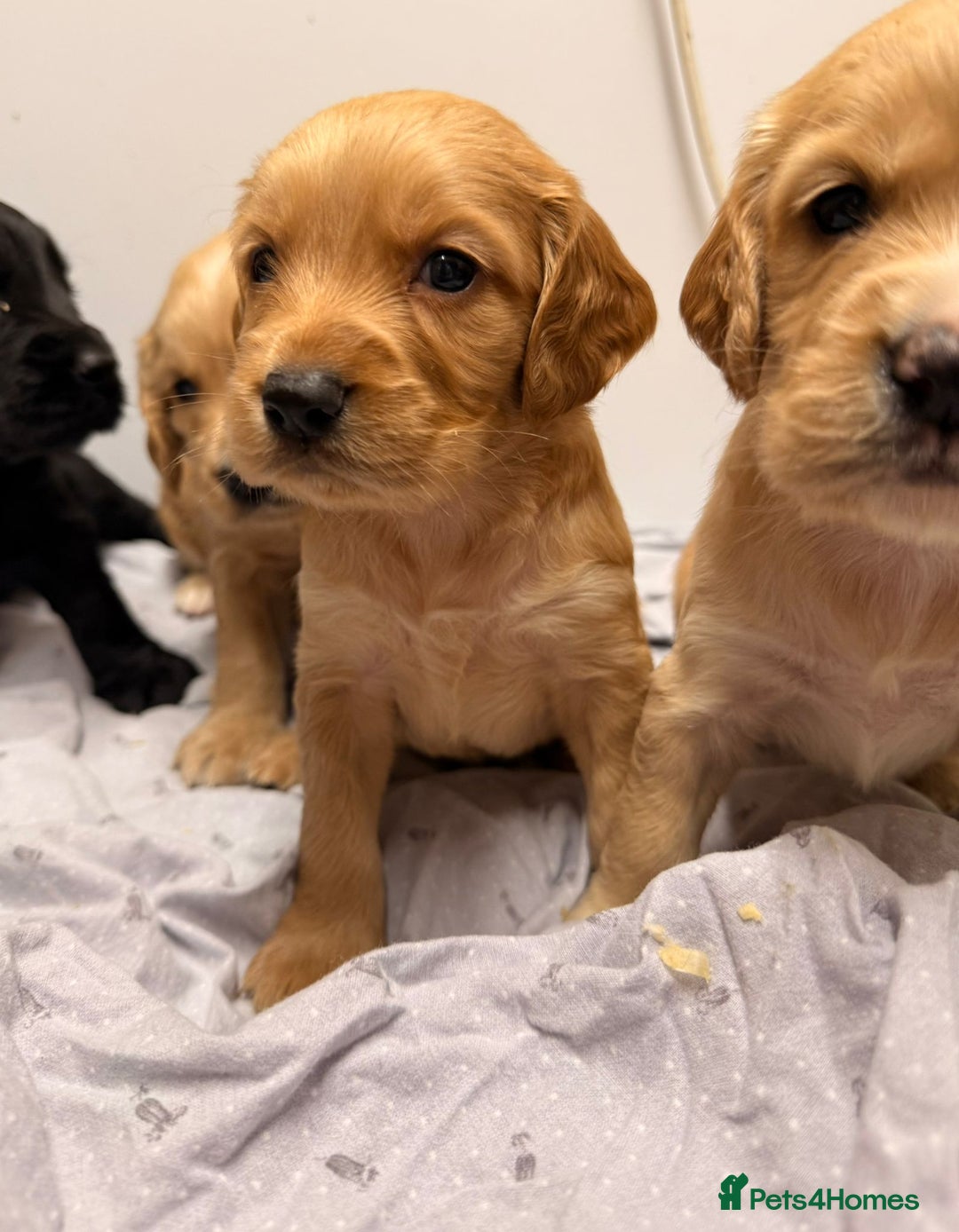 Cocker Spaniel dogs for sale: Beautiful DNA tested cocker spaniel puppies - Advert 9