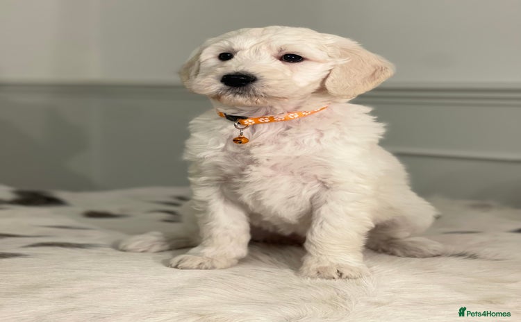 Goldendoodle dogs - Advert 1